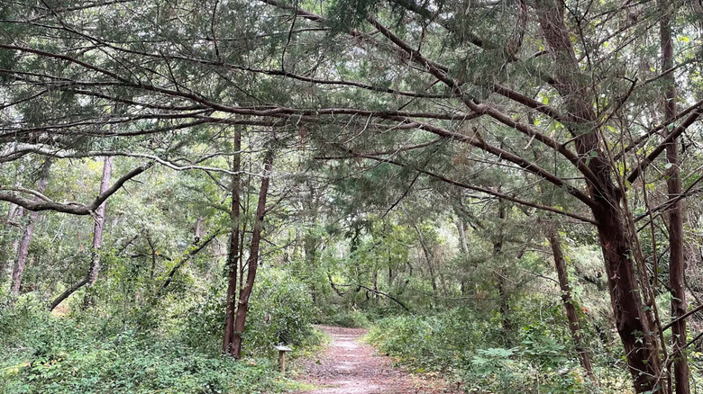 A wooded trail at Ingram Dunes in North Myrtle Beach