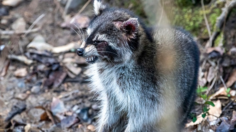A raccoon suffering from rabies or distemper