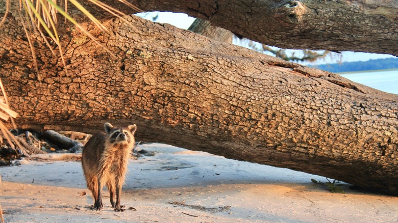 An alert-looking raccoon stands in front of a large log near the shore