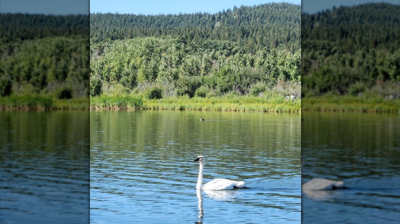 A swan gliding through the water on Beauvais Lake, Alberta