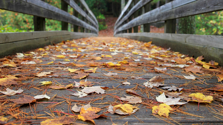 Leaves on the footbridge near Amberg, Wisconson