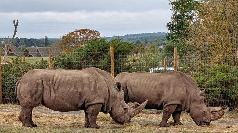 Pair of rhinoceroses at West Midlands Safari Park in Bewdey U.K. just outside of Kidderminster