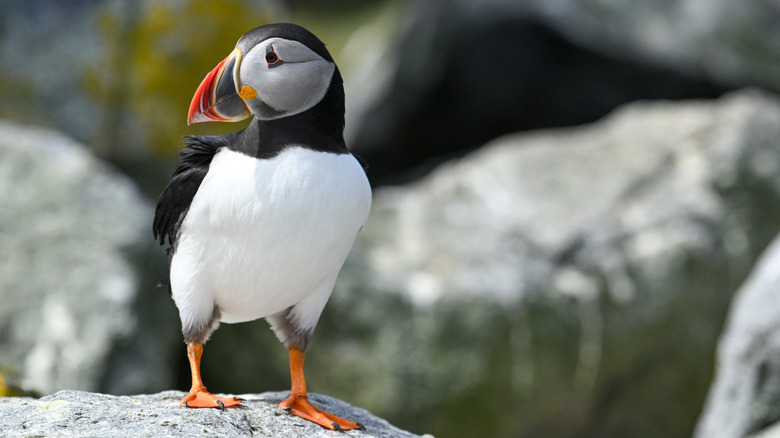 A puffin standing on a rock