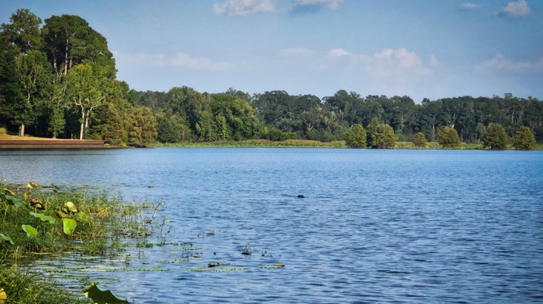 Lake Eufaula at Lakepoint State Park, Alabama, with lush trees lining the shore