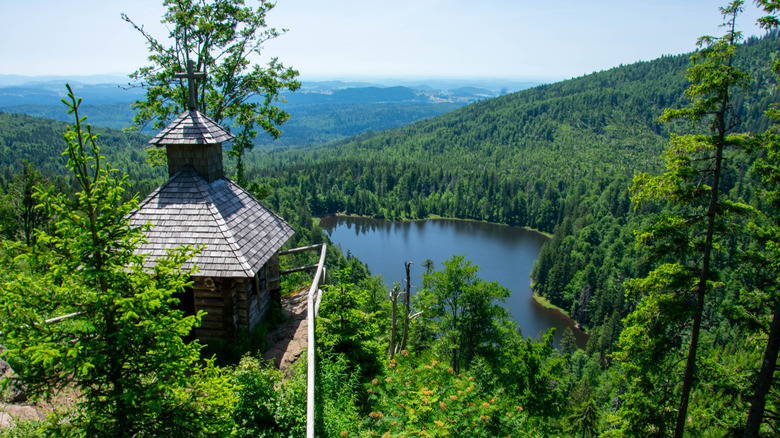 View of the forest from Rachel Chapel