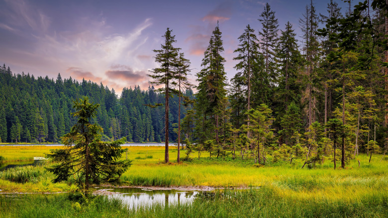 A view of Bavaria Forest National Park with pine trees, green meadows, and a lake