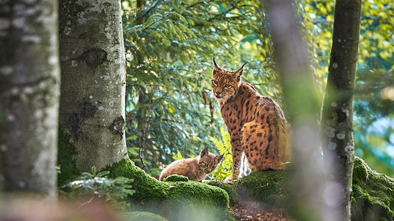 A rare sighting: a momma lynx and her cub in Bavarian Forest National Park