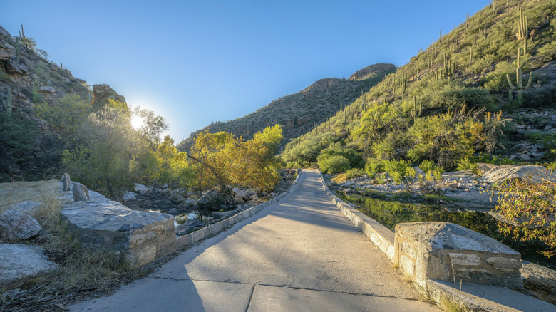 Path through Sabino Canyon
