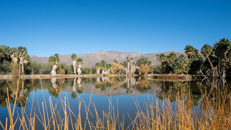 A beautiful mirror reflection on lake in Agua Caliente Regional Park in Tucson, Arizona