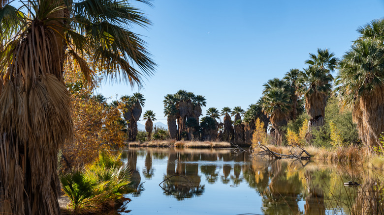 Agua Caliente Regional Park with fall colors in Tucson, Arizona