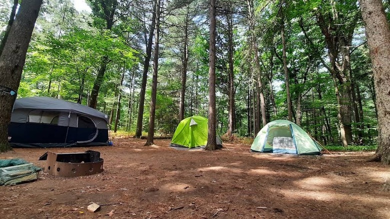 Three tents set up for camping at Turkey Point Provincial Park
