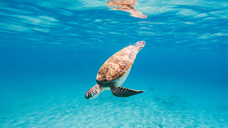 A green sea turtle swims in shallow, crystal clear blue waters off the beach in Turks and Caicos