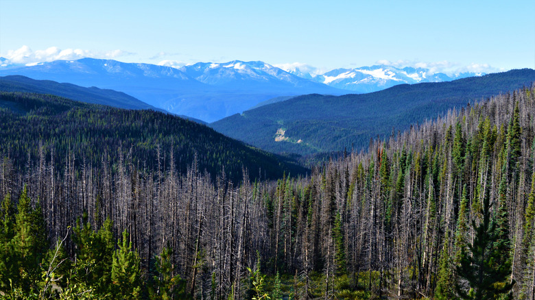 Forests below snow-capped mountains in Canada's Tweedsmuir Provincial Park