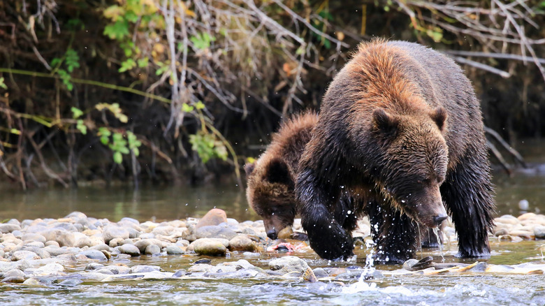 Grizzly bears wander river at Tweedsmuir Provincial Park