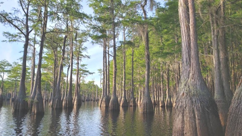 The swampy setting of George L. Smith State Park in Twin City, Georgia