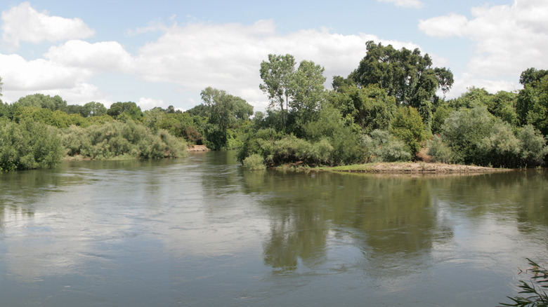 A lush riverbank on the Stanislaus River