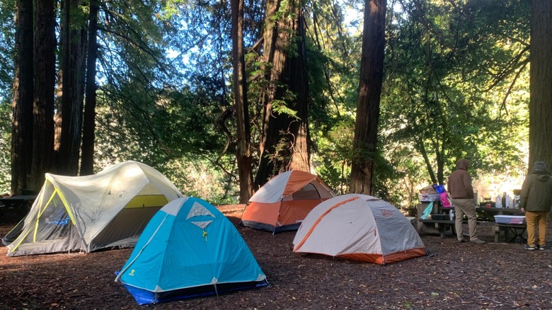 Four tents pitched beneath redwoods at Gualala Point Regional Park