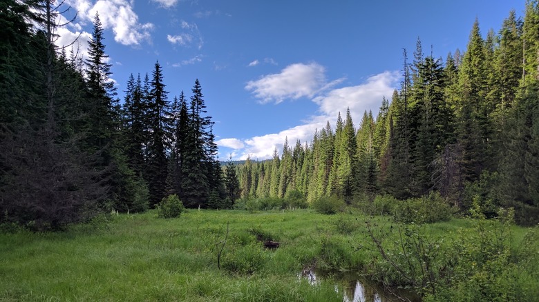 Lush landscape within St. Joe National Forest, with a grassy area surrounded by trees