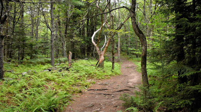 Trails winding through the forest in Ashburnham, Massachusetts