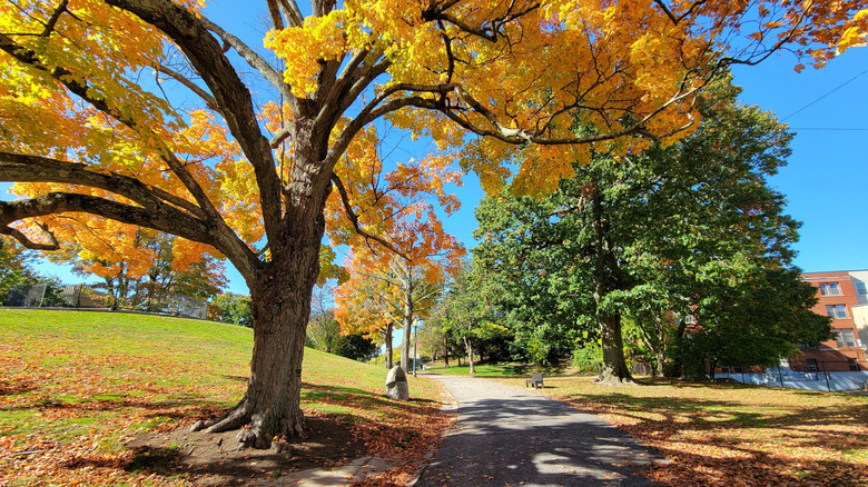 Jenks Park in autumntime Central Falls