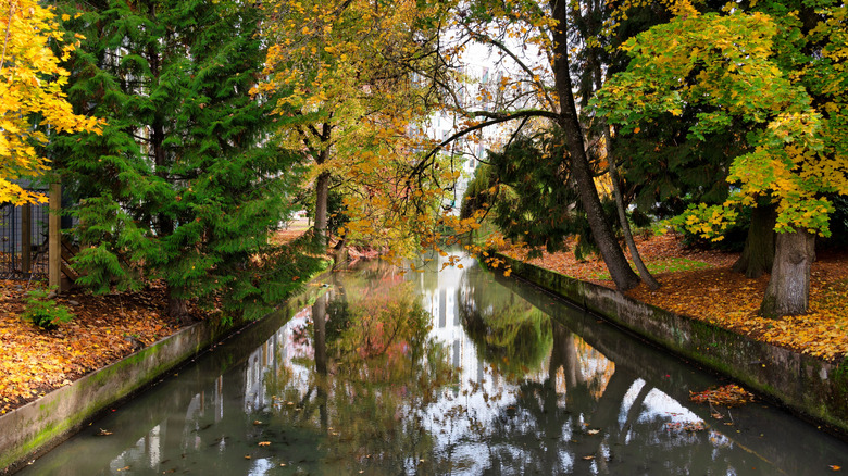 Eugene, Oregon wooded canal