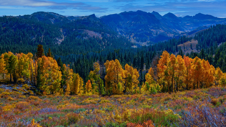 Sonora County autumn mountainscape