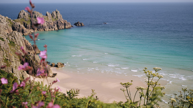 Wildflower framing Pedn Vounder beach