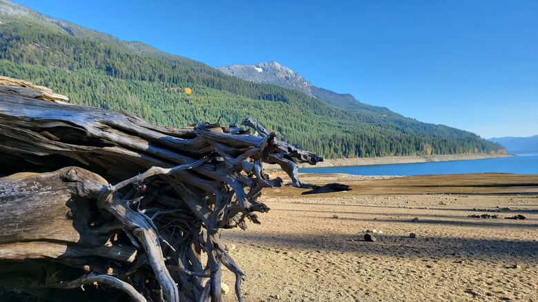Shoreline along Kachess Lake