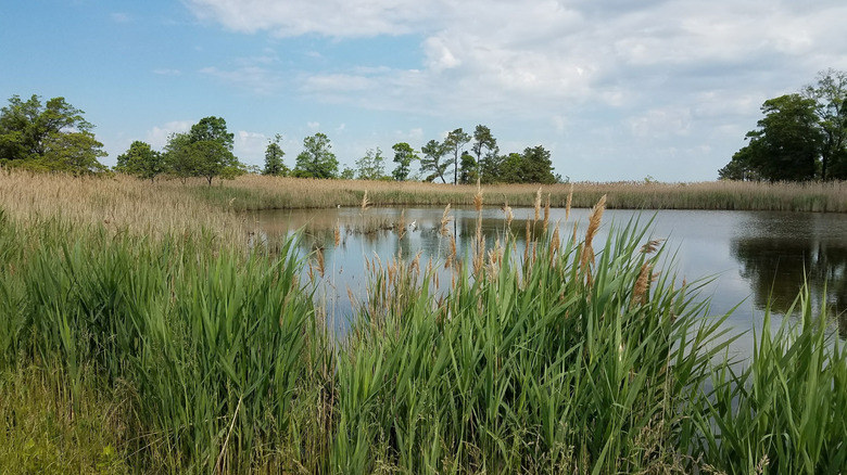 A pond ringed with cattails in Terrapin Nature Park in Stevensville on Kent Island, Maryland