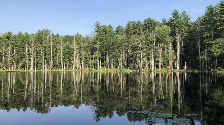 Dean Pond surrounded by trees in Upton State Forest on a bright, clear day in Massachusetts