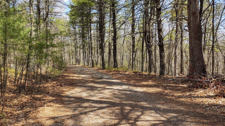 A trail lined by tall trees and fallen leaves covered in shadows in Upton State Forest, MA