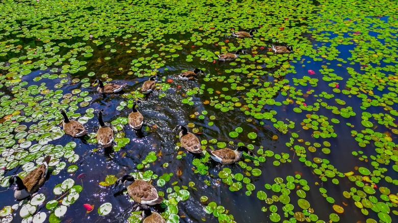 Geese roam around a lilly-filled pond in Pond Meadow Park