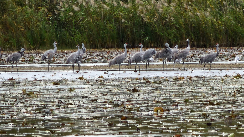 Flock of 11 gray sandhill cranes wading in the swampy water of Crosswinds Marsh, with green reeds in the background