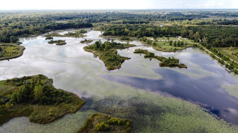 Aerial view of Crosswinds Marsh, a large body of swampy water with green islands, surrounded by trees