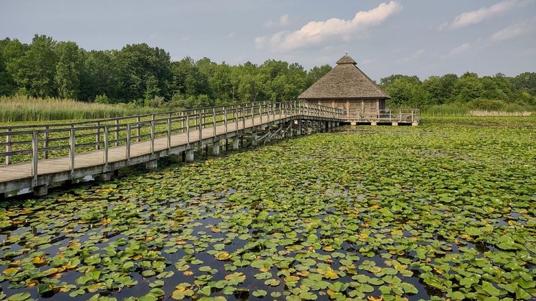 Wooden boardwalk running to a brown enclosed gazebo in the middle of a marsh covered in lily pads, with trees in the background under a blue sky
