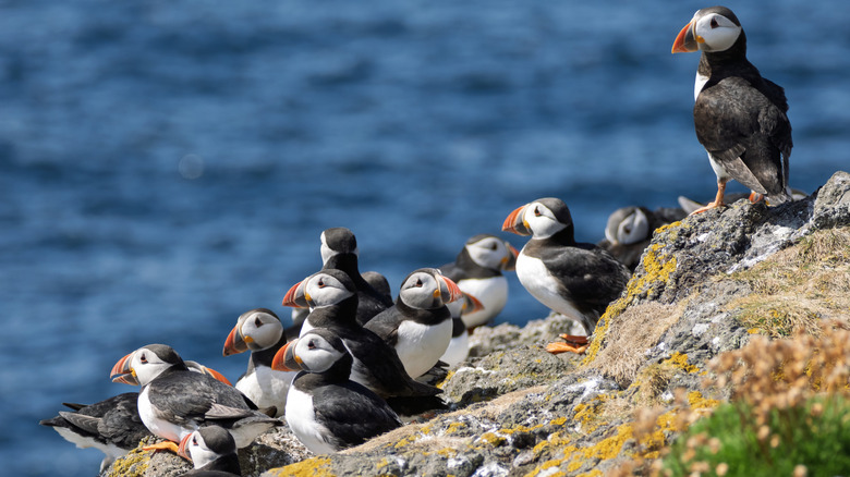 A group of Puffins on the Isle of May in the Firth of Forth on the Scottish coast