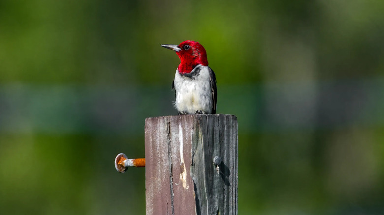 Bird sitting on wooden pole in Goethe State Forest in Florida