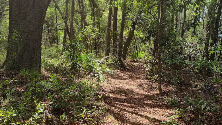 Trail leading through Goethe State Forest in Florida