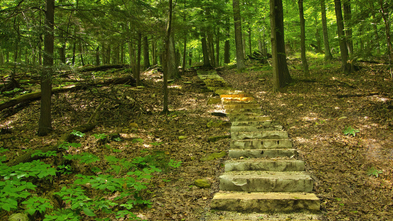 Stone steps along the Ice Age Trail traversing Potawatomi State Park, Wisconsin, with lush greenery covering the area