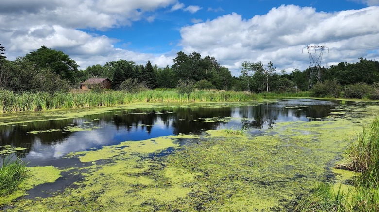 A wetland with greenery and background trees on a clear sky day
