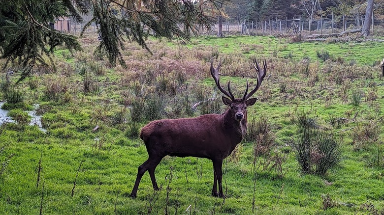 Young deer in grassy enclosed field looking out to visitor