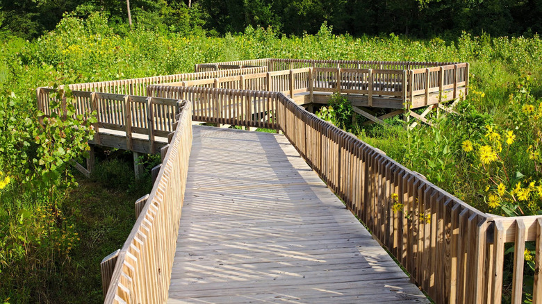 Wooden boardwalk surrounded by greenery in McCloud Nature Park.