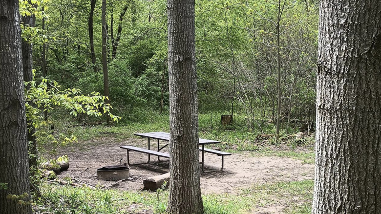 Picnic table amid the trees at a campsite in the Pike Lake Unit of the Kettle Moraine State Forest.