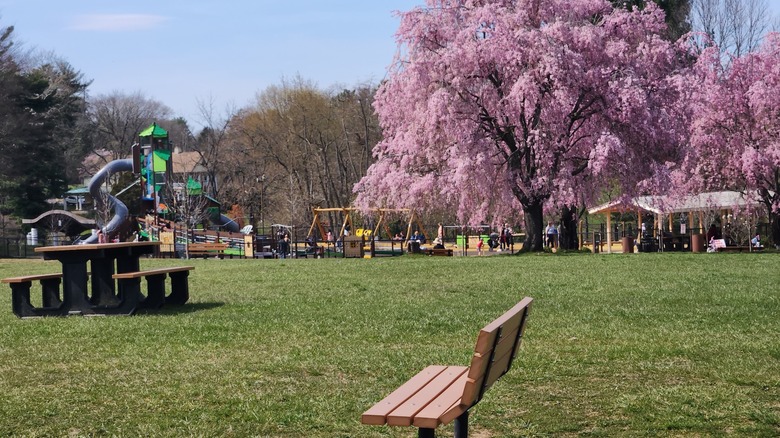 A bench and picnic table near the playground at Rose Tree County Park, Media, Pennsylvania, with cherry blossom trees in the background
