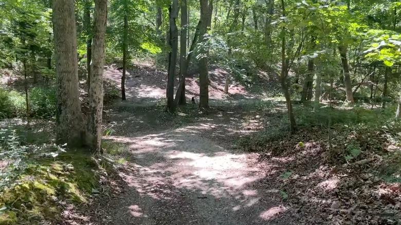 Trail at Union Lake, surrounded by trees