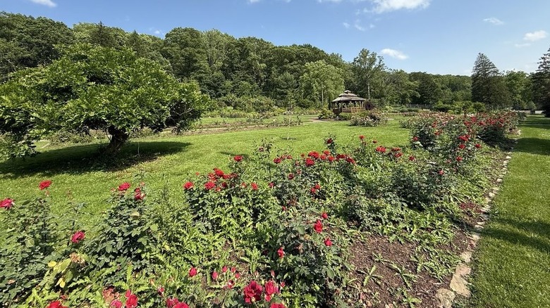 Red roses growing on a line of bushes through green grass, with a wooden gazebo in the background and green trees surrounding the park, under a blue sky