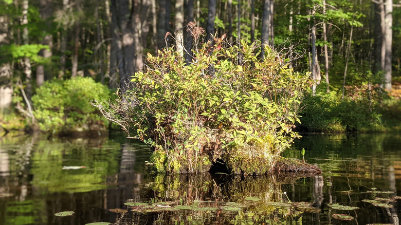 Plants growing in a wet area inside Steep Falls Wildlife Management Area in Standish, Maine