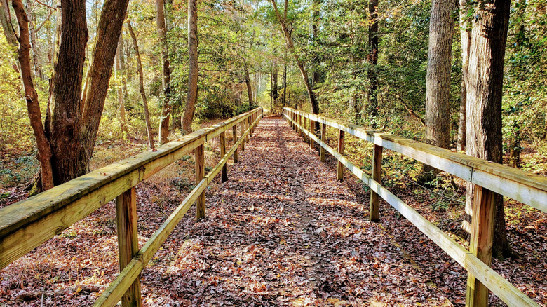 A boardwalk covered with leaves in Redden State Forest in Georgetown, Delaware.