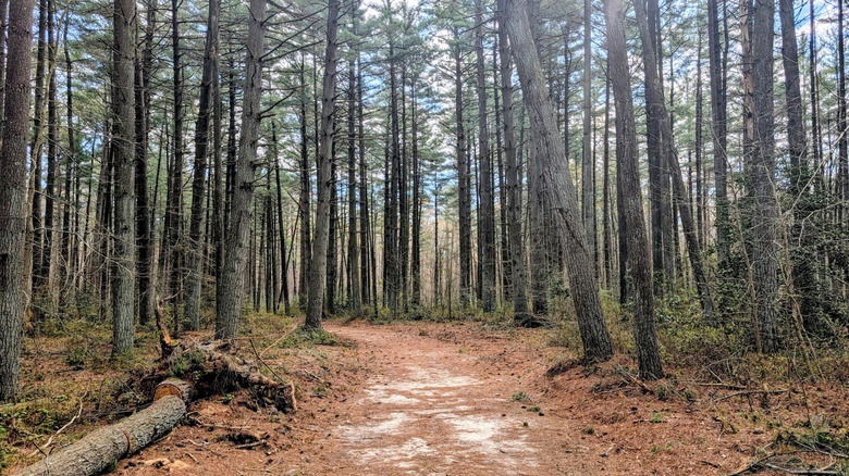 A trail winding between the trees in Redden State Forest in Georgetown, Delaware.