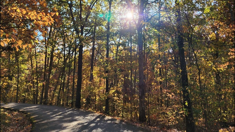 Paved path at Robertsville State Park, Missouri, winding through the woods on a fall day, with sunlight piercing through the trees
